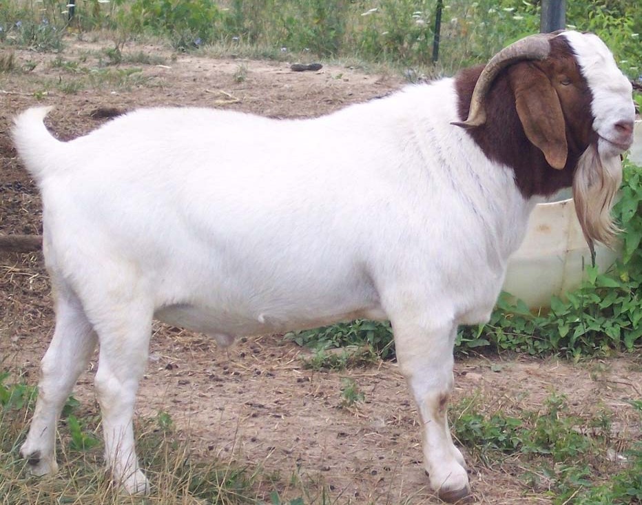 Boer Goat.jpg